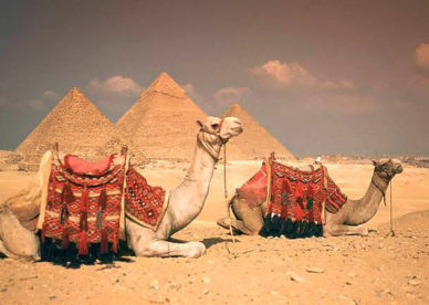 أجمل صور سفينة الصحراء مع اهرام مصر Pyramids And Camels-عالم الصور